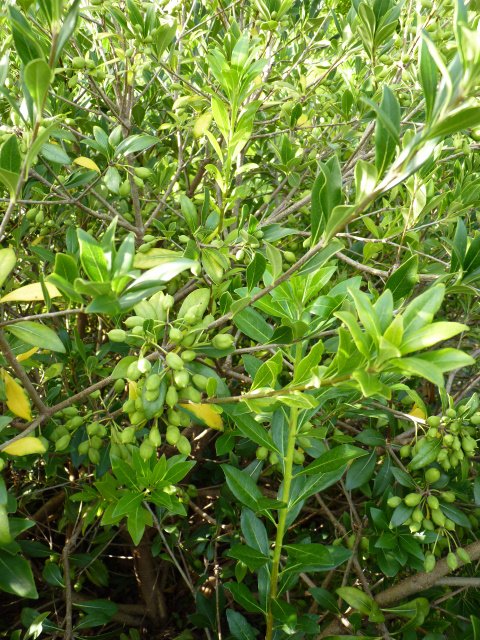 Pittosporum heterophyllum fruits P2D